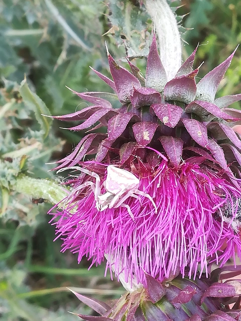 Thomisus onustus - fehér karolópók