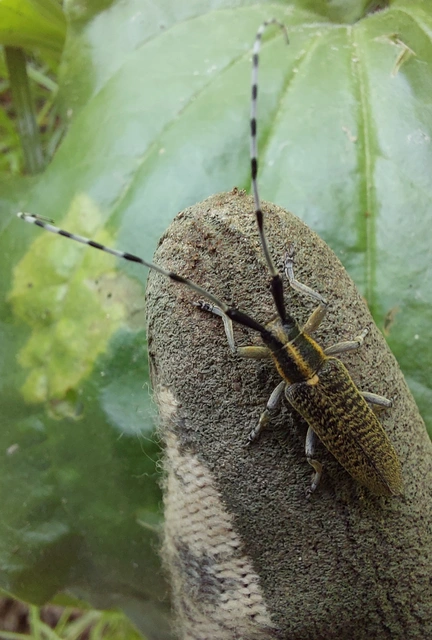 Agapanthia villosoviridescens - fehérgyűrűs bogáncscincér