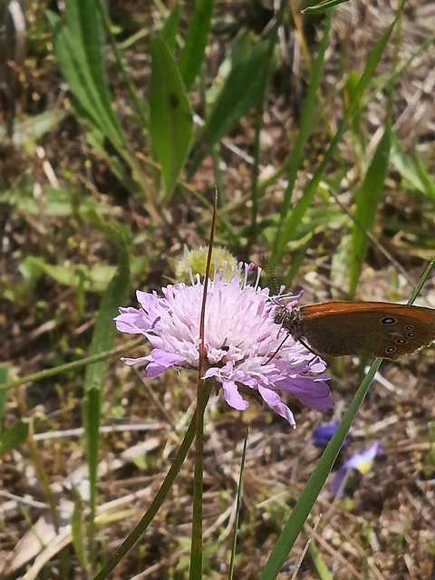 Coenonympha glycerion - közönséges szénalepke