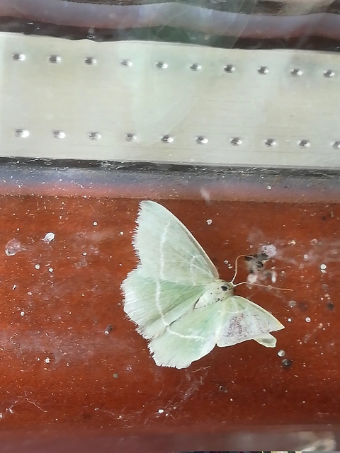 Chlorissa viridata/cloraria