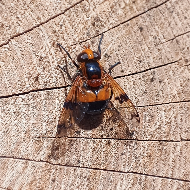 Volucella inflata - kis pihelégy
