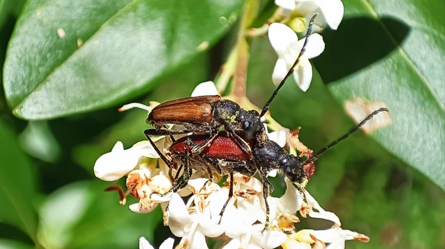 Anastrangalia sanguinolenta - kétszínű virágcincér