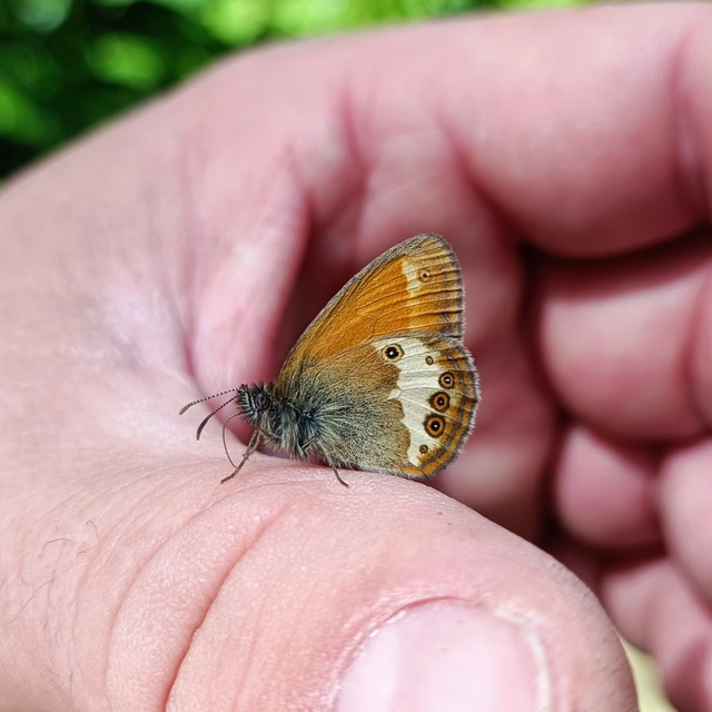 Coenonympha arcania - fehéröves szénalepke