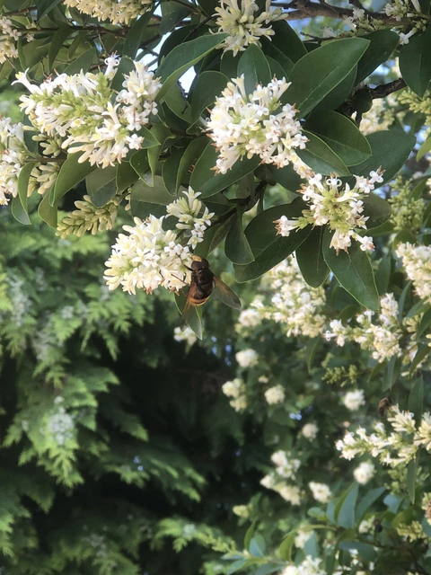 Volucella