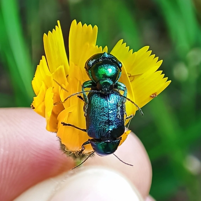 Cryptocephalus