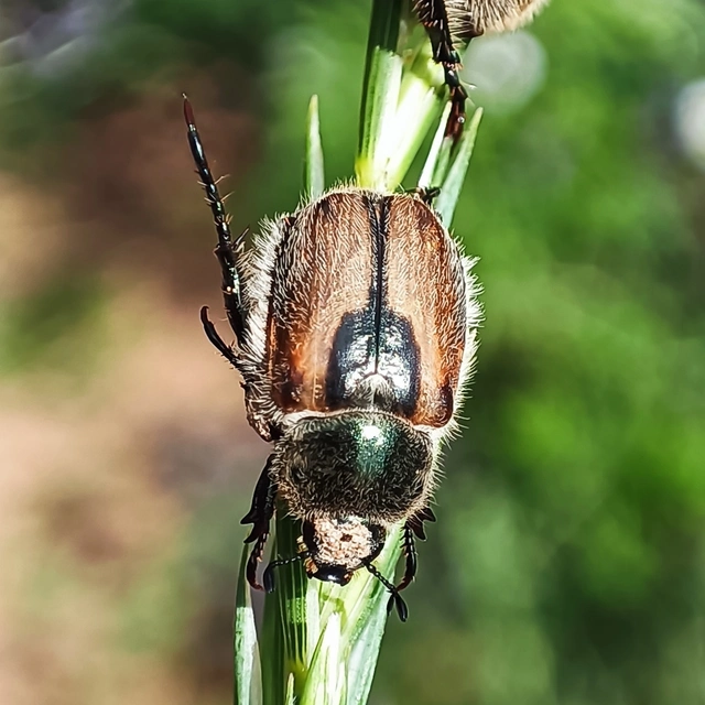 Chaetopteroplia segetum - rozsszipoly