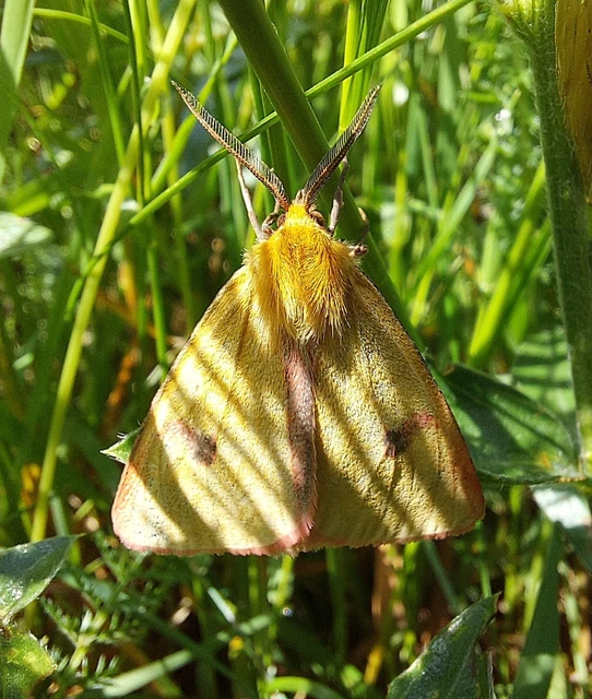 Diacrisia sannio - vörösszélű medvelepke