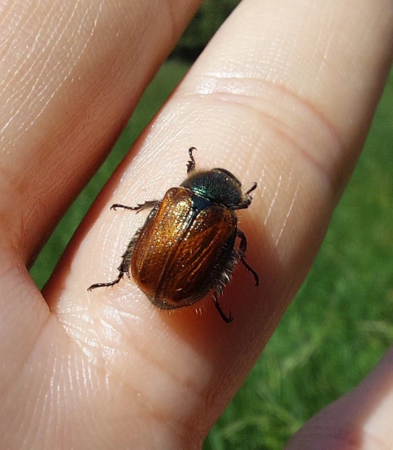 Phyllopertha horticola - kerti szipoly