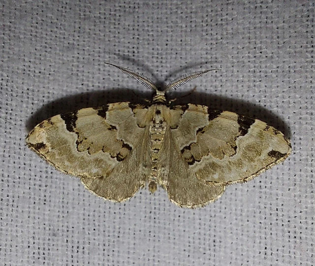 Colostygia pectinataria - zöld levélaraszoló