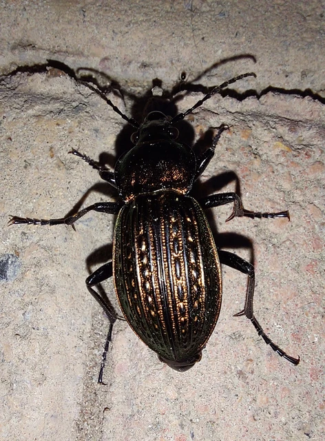 Carabus ulrichii - rezes futrinka Carabus ulrichii - rezes futrinka
