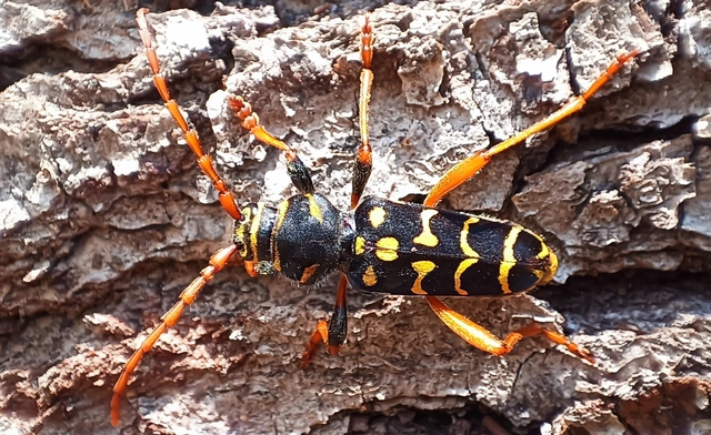 Plagionotus arcuatus - bársonyos darázscincér