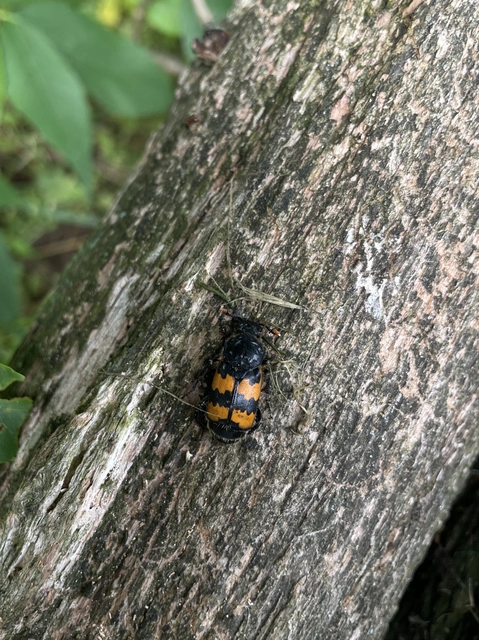 Nicrophorus interruptus - sárgaszőrű temetőbogár