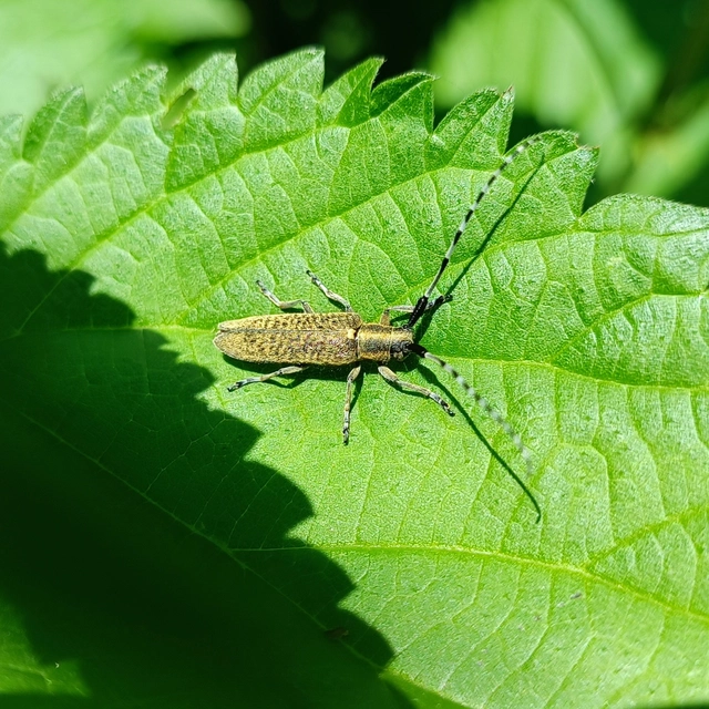Agapanthia villosoviridescens - fehérgyűrűs bogáncscincér