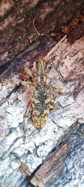 Rhagium sycophanta - tölgyes-tövisescincér