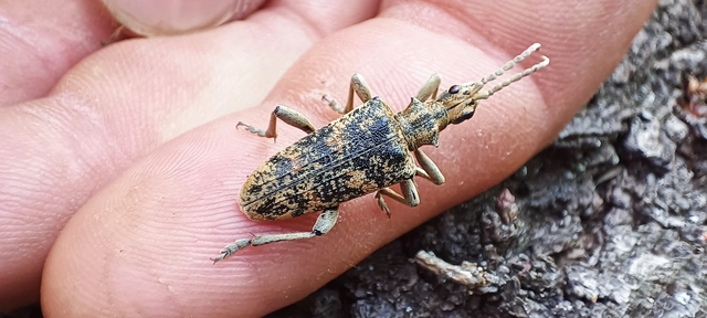 Rhagium sycophanta - tölgyes-tövisescincér