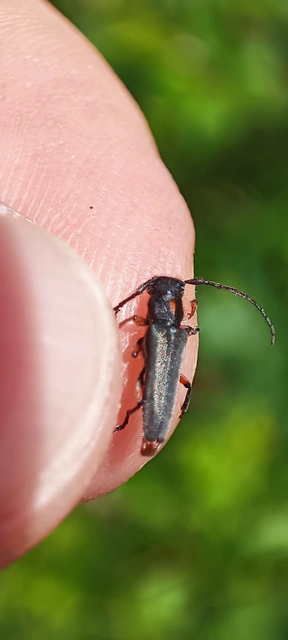 Phytoecia pustulata - parányi fűcincér