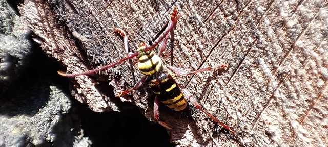 Plagionotus detritus - sárgafarú darázscincér