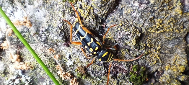 Plagionotus arcuatus - bársonyos darázscincér