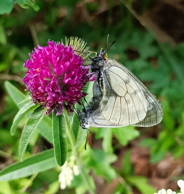 Parnassius mnemosyne - kis apollólepke