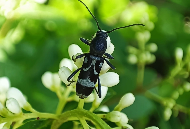 Chlorophorus figuratus - rajzos darázscincér