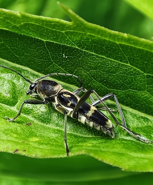 Chlorophorus figuratus - rajzos darázscincér
