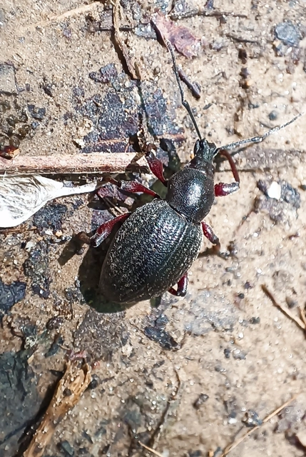 Otiorhynchus hungaricus - magyar gyalogormányos