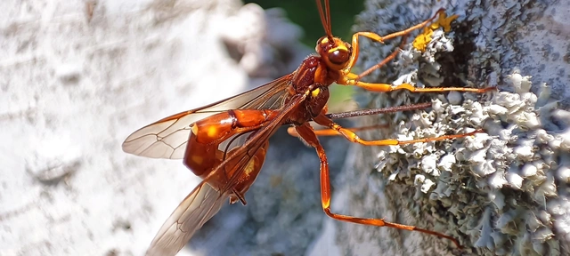 Hymenoptera - Hártyásszárnyúak