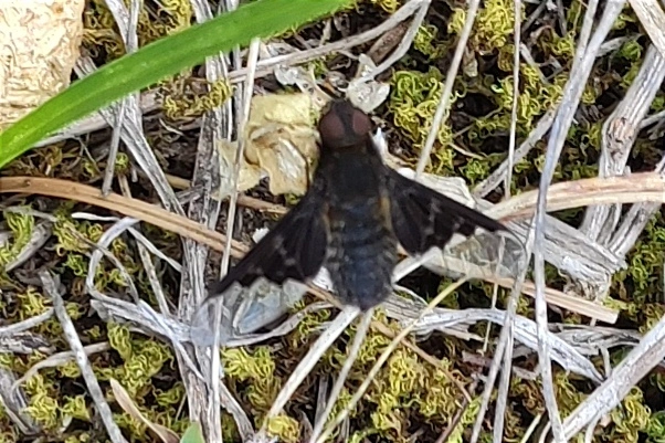 Hemipenthes morio - közönséges gyászlégy