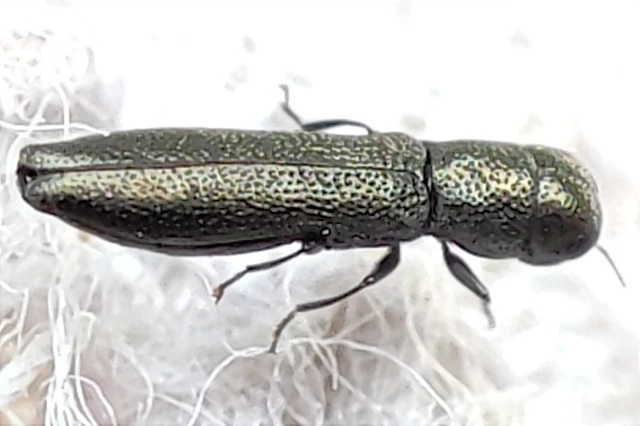 Cylindromorphus filum - nagyfejű hengerdíszbogár