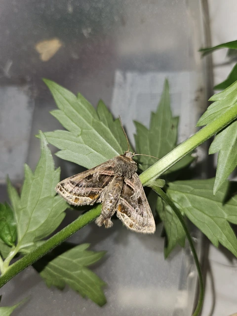 Euchalcia variabilis - sisakvirág-aranybagoly