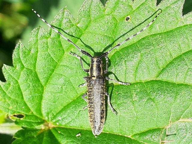Agapanthia villosoviridescens - fehérgyűrűs bogáncscincér