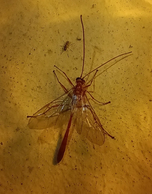 Ophion