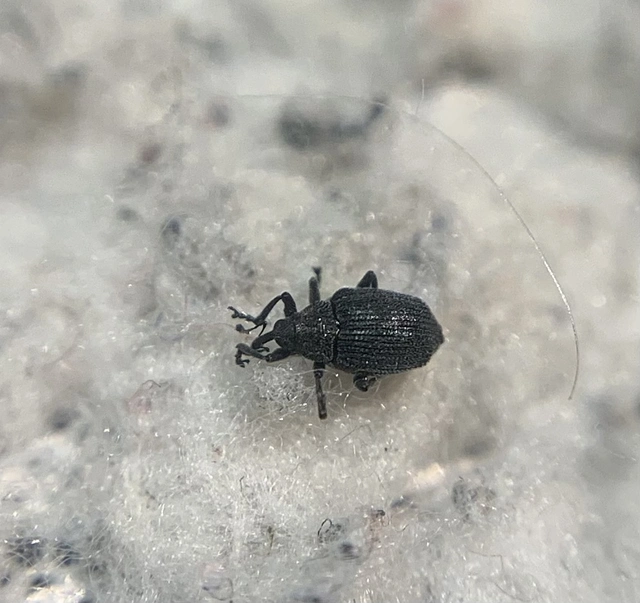 Ceutorhynchus griseus - hamvas ceutormányos