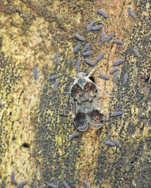 Cixius cunicularius