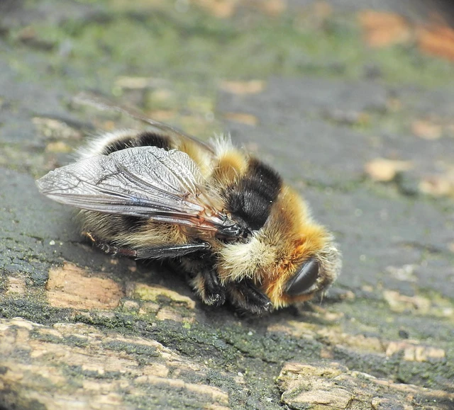 Cephenemyia auribarbis - szarvas-garatbagócs