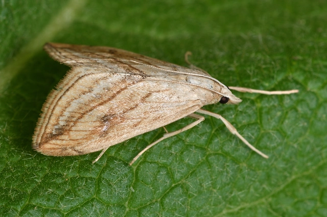 Evergestis forficalis - veteménymoly