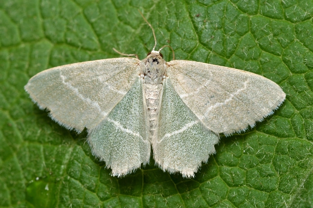 Chlorissa viridata - üdezöld araszoló
