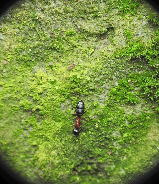 Camponotus ligniperda - faodvasító lóhangya