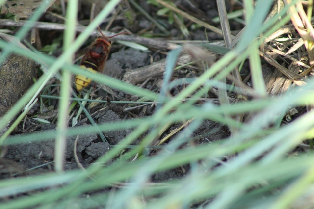 Vespa crabro - lódarázs