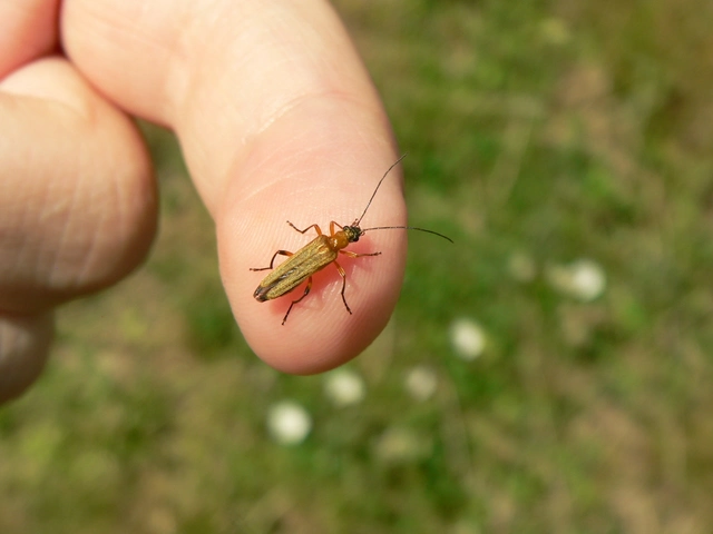 Oedemera podagrariae - székfű-álcincér