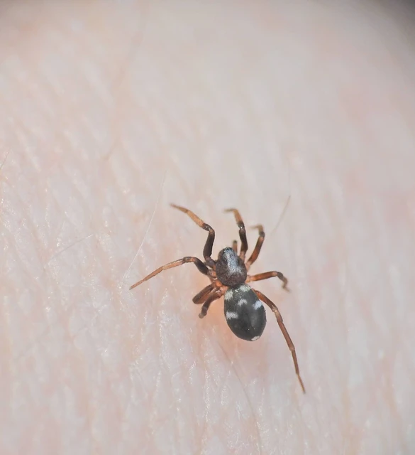 Phrurolithus