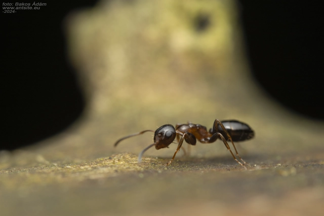 Colobopsis truncata - kapushangya