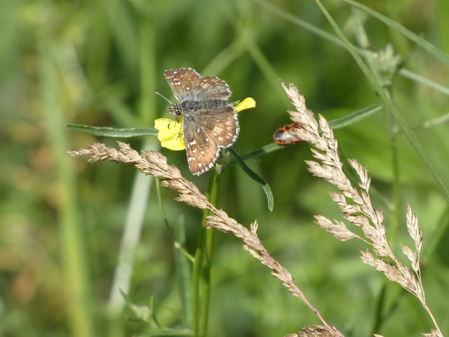 Pyrgus armoricanus - feles busalepke