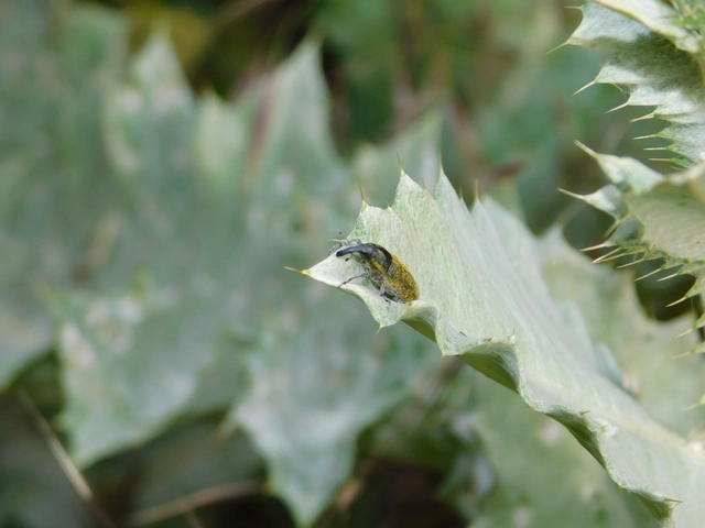 Lixus cardui/filiformis
