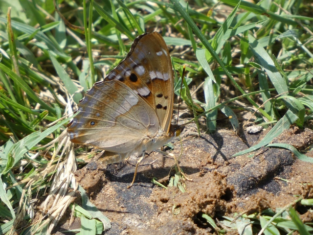 Apatura ilia - kis színjátszólepke