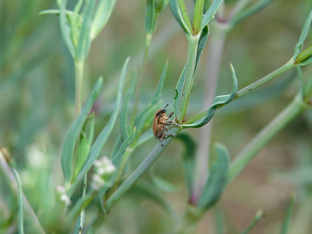 Lixus brevipes - vaskosorrú dudvabarkó