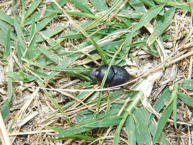 Onthophagus taurus - szarvas trágyatúró