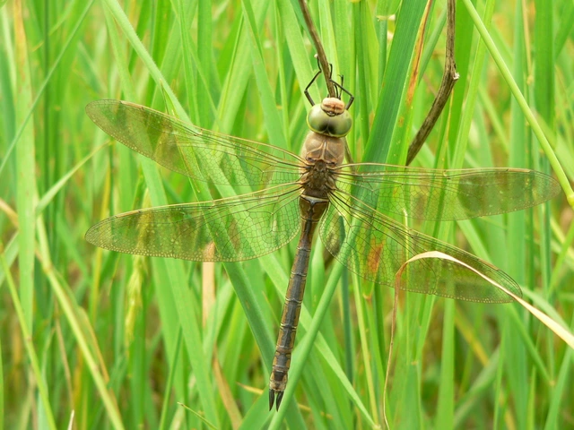 Anax parthenope - barna óriásacsa