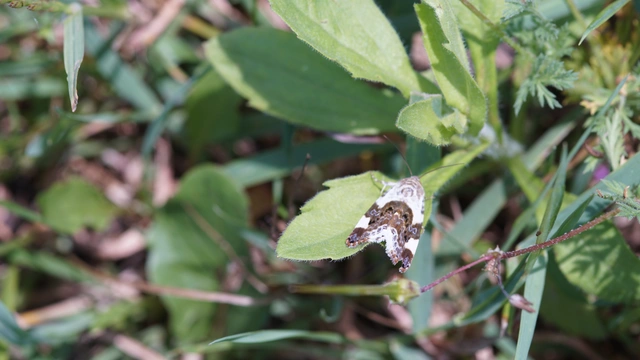 Acontia lucida - fehér nappalibagoly