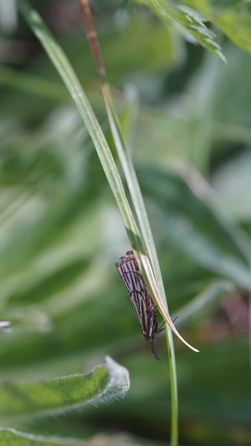 Chrysocramboides craterella - rácsos fűgyökérmoly